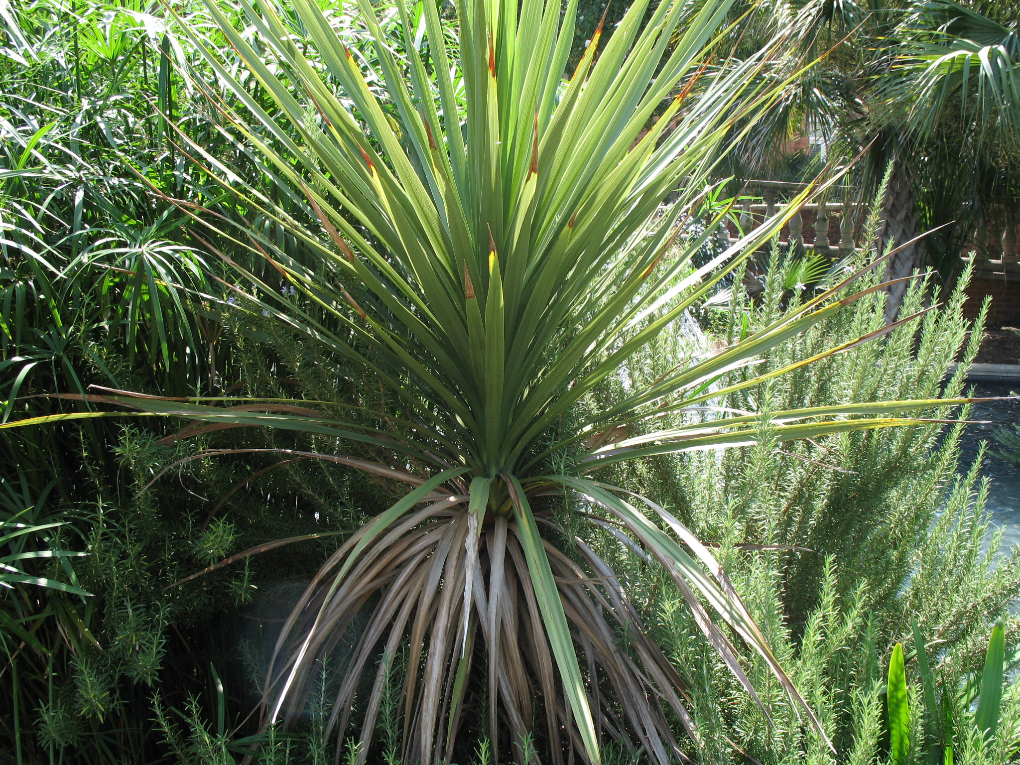 Online Plant Guide - Cordyline australis / New Zealand Cabbage Palm